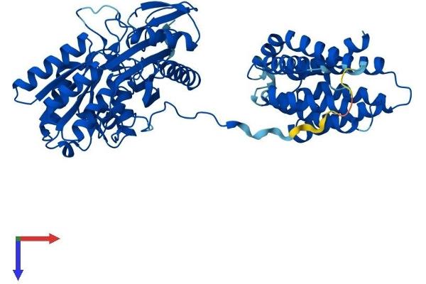 DAK Protein (AA 1-575) (His tag)
