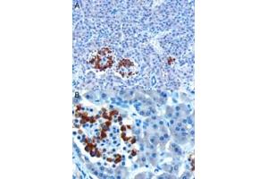 ABIN185408 (10µg/ml) staining of paraffin embedded Human Pancreas. (CCKAR Antikörper  (Internal Region))