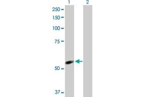 Western Blot analysis of NDOR1 expression in transfected 293T cell line by NDOR1 MaxPab polyclonal antibody. (NDOR1 Antikörper  (AA 1-597))