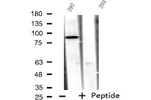 Western blot analysis of extracts from 293 cells, using ADAM32 antibody. (ADAM32 Antikörper  (C-Term))