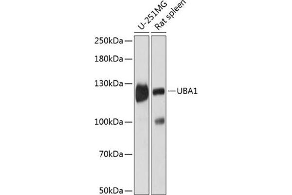 UBA1 Antikörper  (AA 300-600)