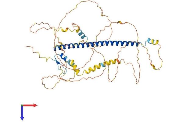 CREB5 Protein (AA 1-508) (His tag)