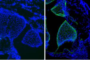 Frozen newborn mouse cartilage section was stained with Mouse IgG1-UNLB isotype control and DAPI. (Maus IgG1 isotype control (APC-Cy5.5))