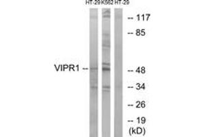 Western blot analysis of extracts from HT-29/K562 cells, using VIPR1 Antibody.