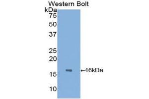 Western Blotting (WB) image for anti-Transthyretin (TTR) (AA 21-150) antibody (ABIN1078612) (TTR Antikörper  (AA 21-150))