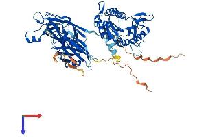 Copine V Protein (CPNE5) (AA 1-593) (His tag)