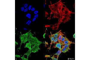 Immunocytochemistry/Immunofluorescence analysis using Mouse Anti-ASIC1 Monoclonal Antibody, Clone S271-44 . (ASIC1 Antikörper  (AA 460-526) (APC))