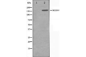 MED14 Antikörper  (Internal Region)