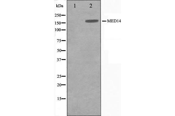 MED14 Antikörper  (Internal Region)