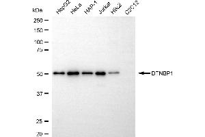 anti-Dystrobrevin Binding Protein 1 (DTNBP1) antibody