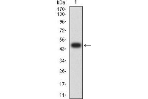 Western blot analysis using KMT2C mAb against human KMT2C (AA: 1-205) recombinant protein. (MLL3 Antikörper  (AA 1-205))