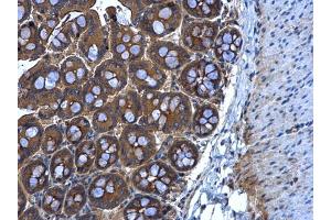 IHC-P Image MGAT3 antibody [N3C3] detects MGAT3 protein at cytoplasm in mouse intestine by immunohistochemical analysis. (MGAT3 Antikörper)