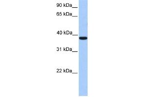 WB Suggested Anti-MEIS1 Antibody Titration:  0.