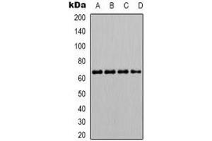 Western blot analysis of SHPTP1 (pY536) expression in K562 (A), Jurkat (B), NIH3T3 (C), Raw264. (SHPTP1 (C-Term), (pTyr536) Antikörper)