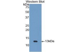 Western Blotting (WB) image for anti-Urotensin 2 (UTS2) (AA 20-120) antibody (ABIN3208779) (Urotensin 2 Antikörper  (AA 20-120))