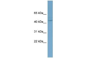 WB Suggested Anti-EED Antibody Titration:  0. (EED Antikörper  (N-Term))