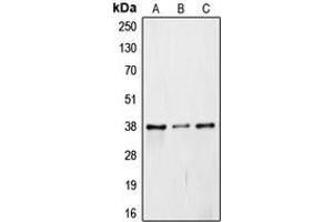 Western blot analysis of JAB1 expression in Caki1 (A), mouse embryo (B), rat liver (C) whole cell lysates.