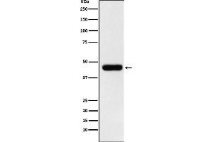 Western blot analysis of eIF4A1 expression in MCF7 cell lysate. (Rekombinanter EIF4A1 Antikörper)