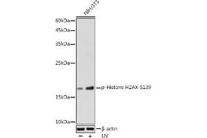 Western blot analysis of extracts of NIH/3T3 cells, using Phospho-Histone H2AX-S139 antibody (ABIN3023621, ABIN3023622, ABIN3023623, ABIN1513352 and ABIN6225475) at 1:500 dilution. (Histone H2A Antikörper  (pSer139))