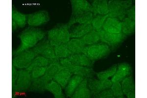 Immunocytochemistry/Immunofluorescence analysis using Mouse Anti-Hsp40 Monoclonal Antibody, Clone 3B9. (DNAJB1 Antikörper  (Biotin))