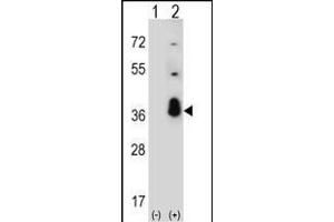 Western blot analysis of SFRS1 (arrow) using rabbit polyclonal SFRS1 Antibody (C-term) (ABIN390841 and ABIN2841068). (SRSF1 Antikörper  (C-Term))