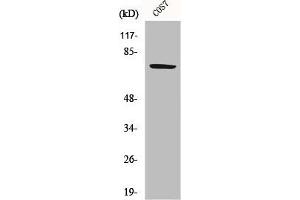Western Blot analysis of COS7 cells using HSP A9 Polyclonal Antibody (HSPA9 Antikörper  (C-Term))