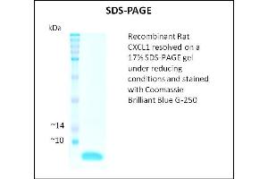 SDS-PAGE (SDS) image for Chemokine (C-X-C Motif) Ligand 1 (Melanoma Growth Stimulating Activity, Alpha) (CXCL1) (Active) protein (ABIN5509436)