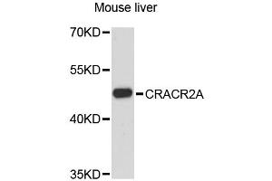 Western blot analysis of extracts of mouse liver, using CRACR2A antibody. (EFCAB4B Antikörper)