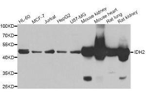 Western blot analysis of extracts of various cell lines, using IDH2 antibody. (IDH2 Antikörper  (AA 193-452))