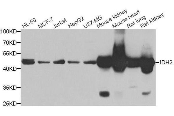 IDH2 Antikörper  (AA 193-452)
