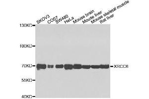 Western blot analysis of extracts of various cell lines, using XRCC6 antibody. (XRCC6 Antikörper  (AA 500-600))