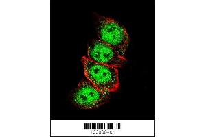 Confocal immunofluorescent analysis of Cyclin D1 Antibody (S90) (ABIN389146 and ABIN2850438) with Hela cell followed by Alexa Fluor 488-conjugated goat anti-rabbit lgG (green). (Cyclin D1 Antikörper  (AA 68-97))