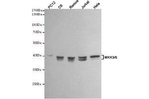 Western blot analysis of extracts from PC12,C6,Ramos,Jurkat and Hela cell lysates using MKK3/6 mouse mAb (1:1000 diluted). (MKK3/6 Antikörper)