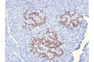 Formalin-fixed, paraffin-embedded human Pancreas stained with HNF1A Mouse Monoclonal Antibody (HNF1A/2087). (HNF1A Antikörper  (AA 214-339))