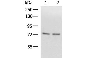 Western blot analysis of Raji and 231 cell lysates using SCMH1 Polyclonal Antibody at dilution of 1:1000 (SCMH1 Antikörper)