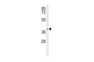 Western Blotting (WB) image for anti-Prostaglandin E Receptor 3 (Subtype EP3) (PTGER3) (AA 17-46), (N-Term) antibody (ABIN653076)