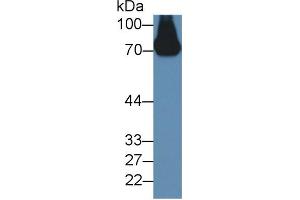 Western blot analysis of Mouse Serum, using Rabbit Anti-Mouse a2PI Antibody (2 µg/ml) and HRP-conjugated Goat Anti-Rabbit antibody (abx400043, 0. (alpha 2 Antiplasmin Antikörper  (AA 348-491))