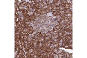 Immunohistochemical staining of human pancreas with RNF10 polyclonal antibody  shows strong cytoplasmic positivity in exocrine glandular cells at 1:200-1:500 dilution. (RNF10 Antikörper)