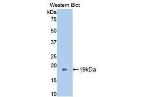 Western Blotting (WB) image for anti-Bone Morphogenetic Protein 2 (BMP2) (AA 117-267) antibody (ABIN3209734) (BMP2 Antikörper  (AA 117-267))