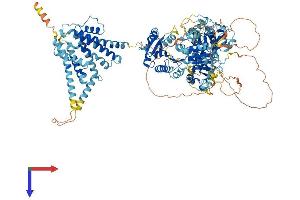 KCNU1 Protein (AA 1-1121) (His tag)