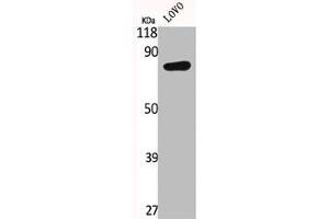 Western Blot analysis of LOVO cells using IL-17RC Polyclonal Antibody (IL17RC Antikörper  (C-Term))