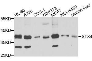 Western blot analysis of extracts of various cells, using STX4 antibody. (Syntaxin 4 Antikörper)