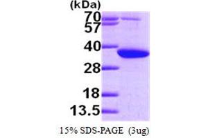 SDS-PAGE (SDS) image for Pyrroline-5-Carboxylate Reductase 1 (PYCR1) (AA 1-319) protein (His tag) (ABIN667842) (PYCR1 Protein (AA 1-319) (His tag))