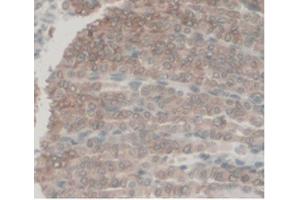IHC-P analysis of Mouse Stomach Tissue, with DAB staining. (C5A Antikörper  (AA 679-755))