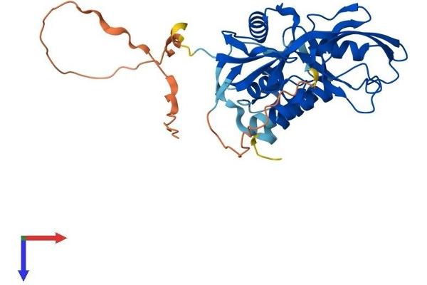 GIPC1 Protein (AA 1-333) (His tag)