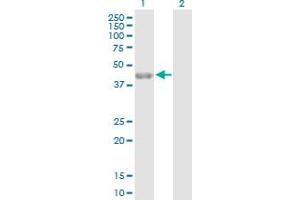 Western Blot analysis of PARD6A expression in transfected 293T cell line by PARD6A MaxPab polyclonal antibody. (PARD6A Antikörper  (AA 1-345))