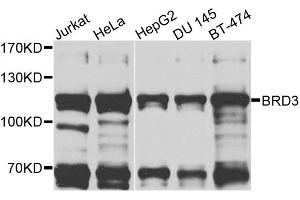 Western blot analysis of extracts of various cell lines, using BRD3 antibody (ABIN6003514) at 1/1000 dilution. (BRD3 Antikörper)