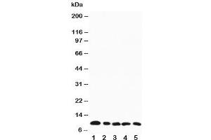 Western blot testing of MIP-1 beta antibody and mouse samples:  1. (CCL4 Antikörper  (AA 74-88))