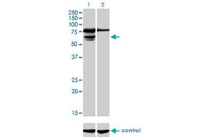 Western Blotting (WB) image for anti-Phosphoglucomutase 3 (PGM3) (AA 1-543) antibody (ABIN598868) (Phosphoglucomutase 3 Antikörper  (AA 1-543))