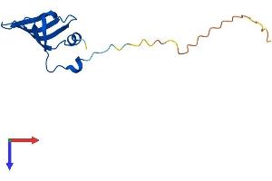 SNRPD1 Protein (AA 1-119) (His tag)